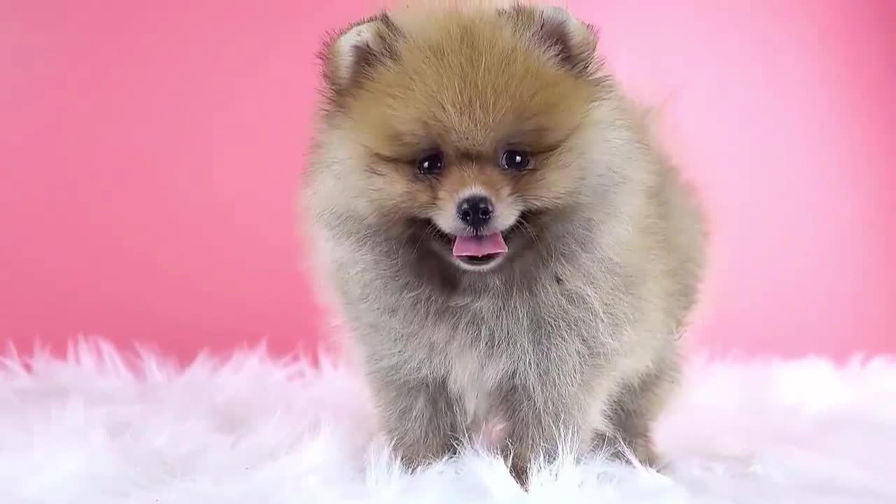 Baby Pomerania dog is so cute