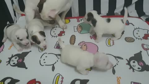 Hermosos Cachorritos