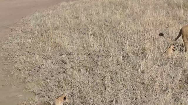 ADORABLE! SIX LION CUBS enjoy their first outdoor adventure (1080p 60FPS)