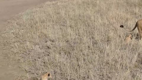 ADORABLE! SIX LION CUBS enjoy their first outdoor adventure (1080p 60FPS)