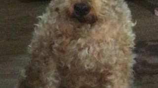 Oscar the Welsh Terrier Looking For His Opportunity