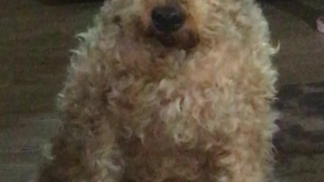 Oscar the Welsh Terrier Looking For His Opportunity