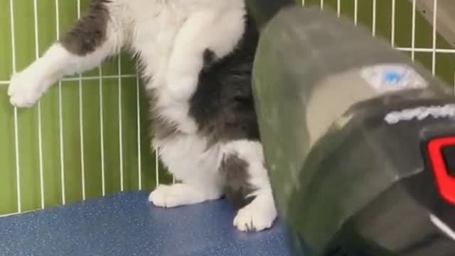 #Funny Animals Videos - Try Not To Laugh #comedy