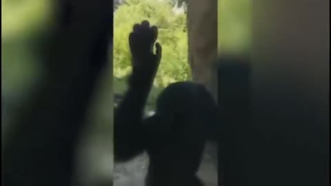 Dancing Monkey