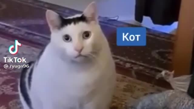 СМЕШНОЙ КОТ