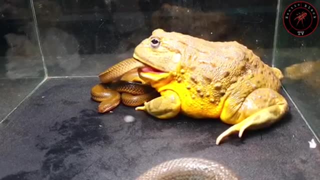 Rana toro africana VS Serpente. 1 vs 3.