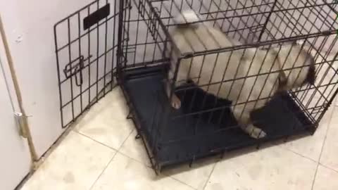 Pug of Habit Can't Operate Slightly Turned Crate