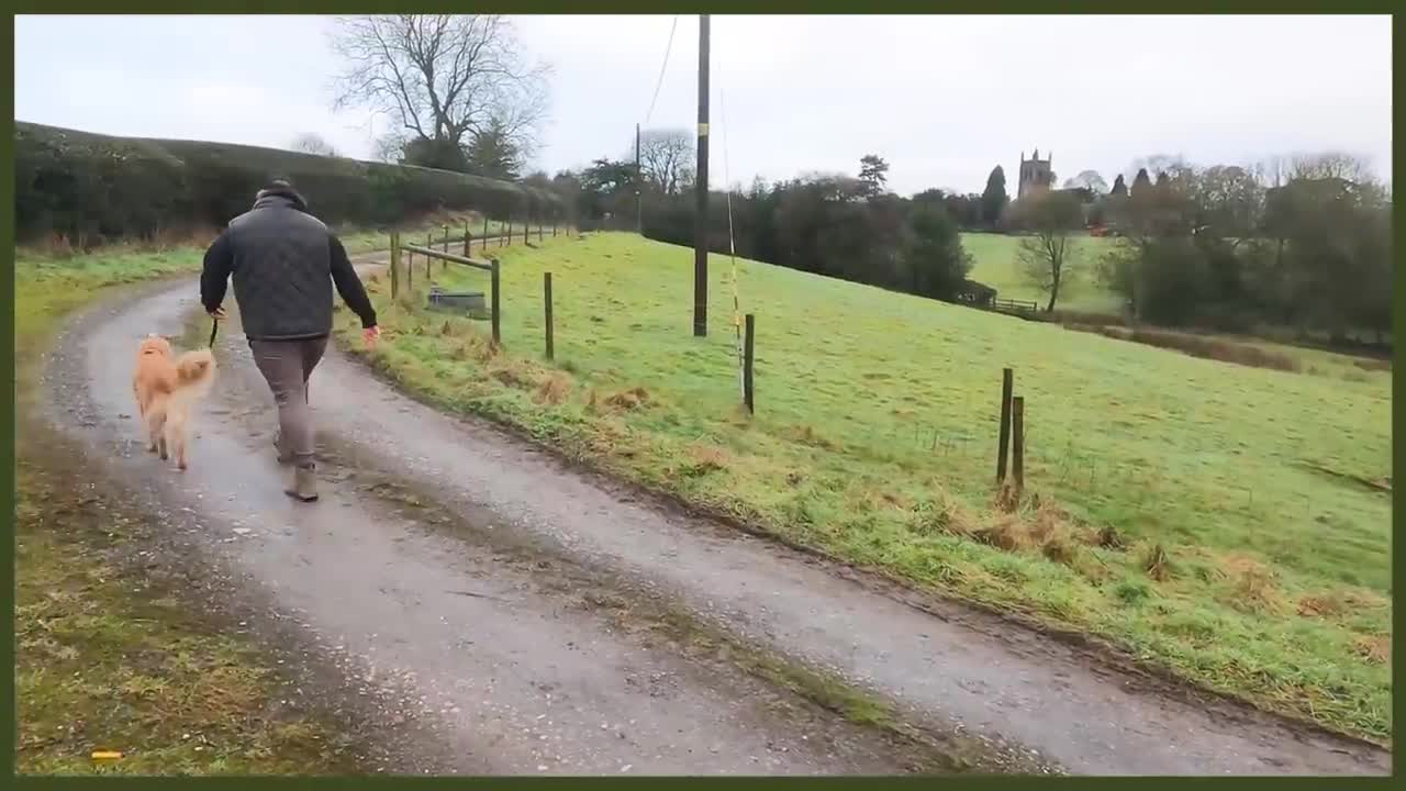 How To Stop Your Dog PULL On The Leash