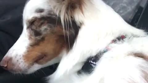 White dog falling asleep on car and wakes up to bump