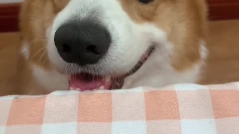 Happy Mid Autumn Festival, the dog also wants to eat moon cakes