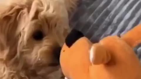 Best Funny Dogs Videos ( try not to laugh) 🤣🤣🤣🤣🤣