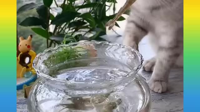 Funny cats compilation