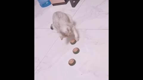 Funniest Animals - Best Of The 2021 Funny Animal Videos #56