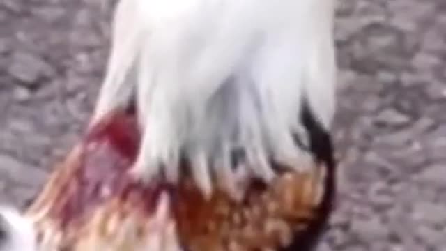 Beggin Vs. Animals ๐ - Funny Animal Videos 2021 ๐