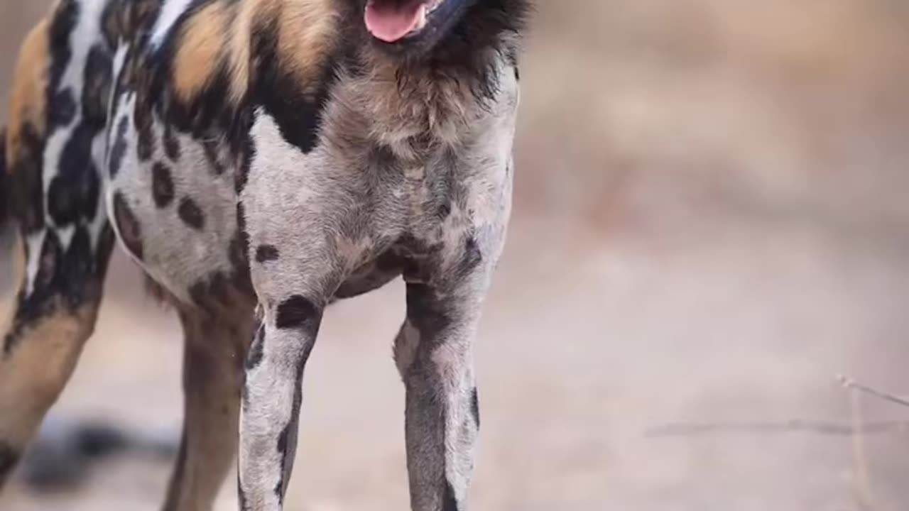 The African Wild Dog ~Also known as the painted dog or Cape hunting dog is a wild canine native to Sub-Saharan Africa