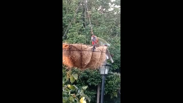 Wild Young Crimson Rosella Sings For His Supper