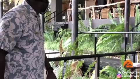 Leopard Walks Amongst People in Restaurant_Cut.mp4