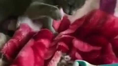 New funny animal 🤣😀😺