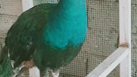 Beautiful peacock in cage.