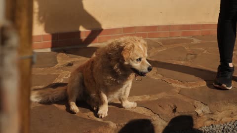 Dog with a red leash