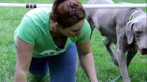 Dogs training video funny viral 🐕