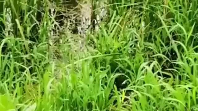 fishing for toman in the swamp