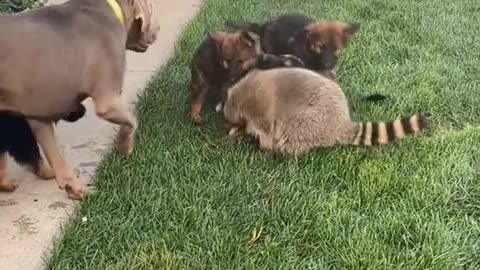 Pet Raccoon Plays With Puppies