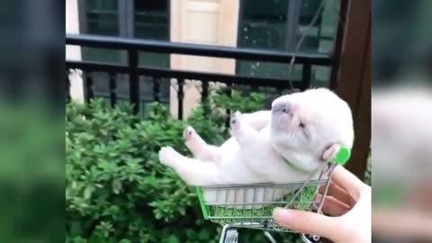Baby dogs funny videos 🤣🤣| Funny dog videos