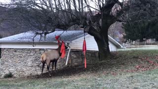 Elk Gets Hung up in Hammock