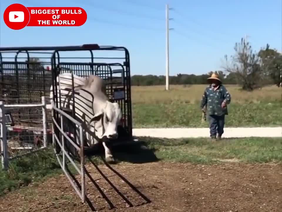 Mega Grey Brahman bulls coming out of trailers and going to meet the cows