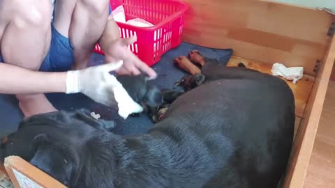 OUTSTANDING DOG GIVING BIRTH!