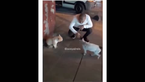 Thank you brother 🙏🤣 #funnyvideos😂 #prank #foryou #viral #foryoupage #view #funny #cat