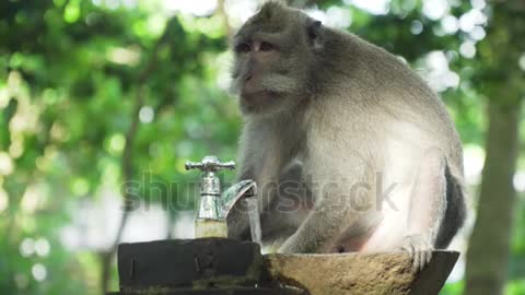 Monkey Drinks