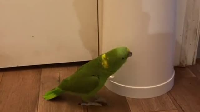 Spanish Parrot