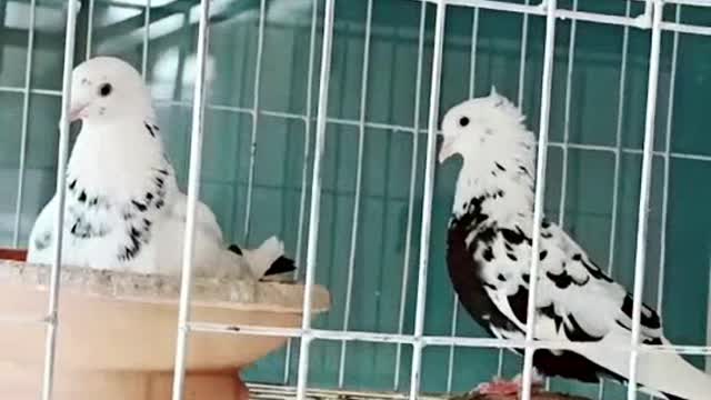 Pigeon love it's companion