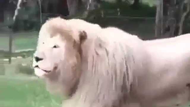 3d vr Lion animal funny video