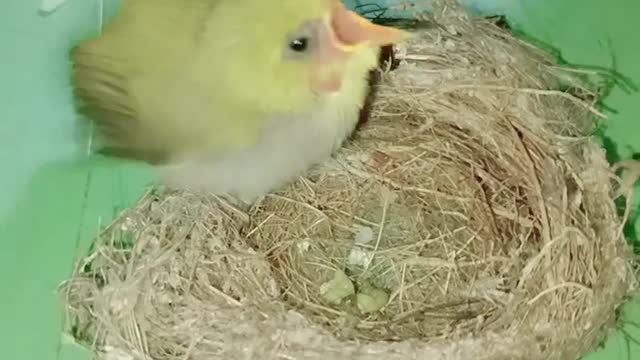 Little Bird try to eating food from hand.