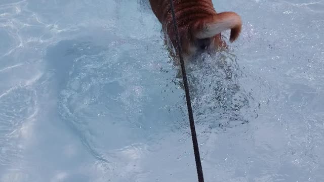 Cookie, first time swimming