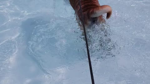 Cookie, first time swimming