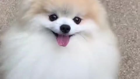 Cute dog