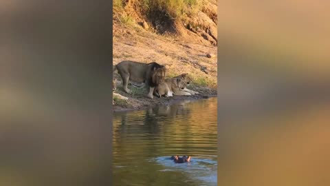 Hippo Sneaks up on Lions 🤫🦁