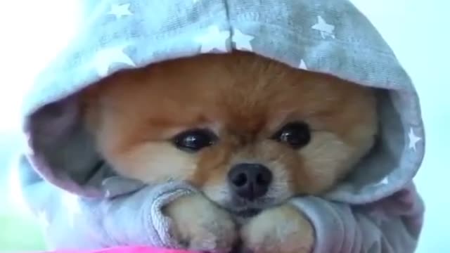 cute dog