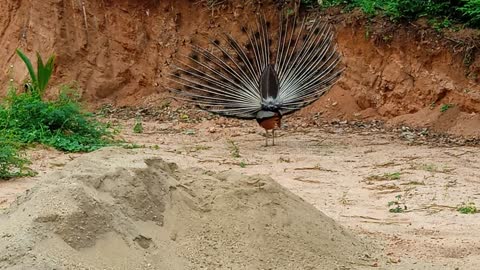 Pecoke dance at my home garden