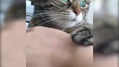 Super Confused cat.