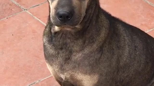 Mother dog with 1 eye handicap looks so pitiful