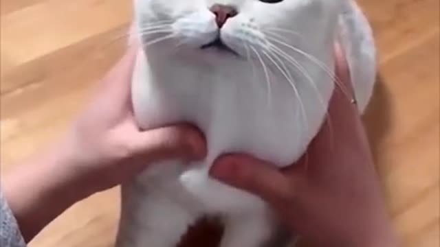 Cat's owner playing with cat's hairs