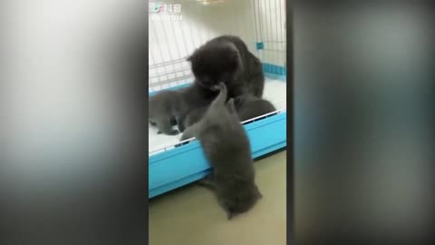 Cute kitten playing tiktok videos:)