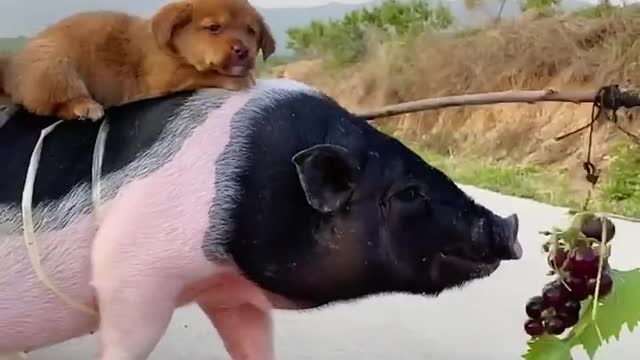 Pet pigs and dogs