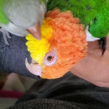 Rescue parrots find love 💘
