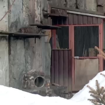 Pallas Cat can’t wait for the snow to be gone 🤣